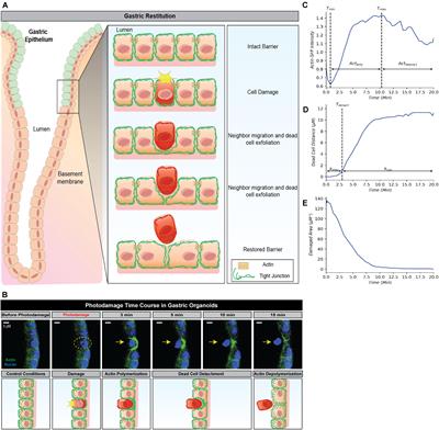 Extracting Insights From Temporal Data by Integrating Dynamic Modeling and Machine Learning